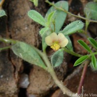 Polygala chinensis L.